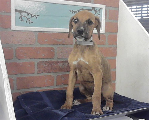 PUPPY 2