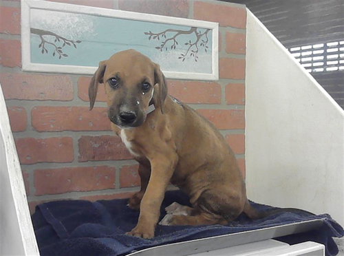 PUPPY 3