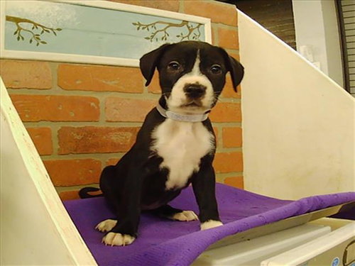 PUPPY 1
