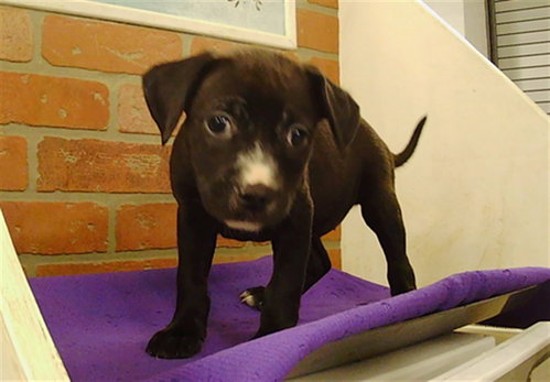 PUPPY 2