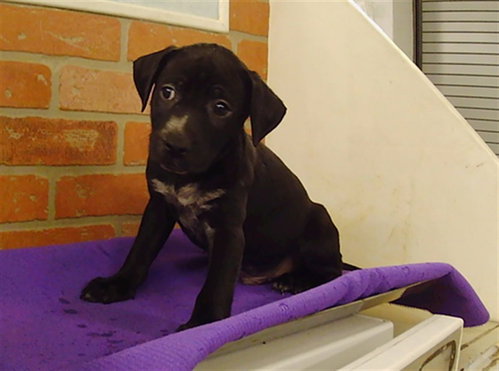 PUPPY 3