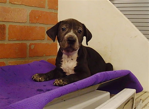 PUPPY 4