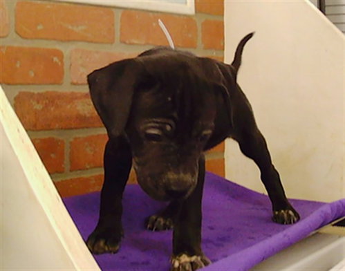 PUPPY 5
