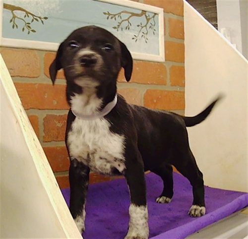 PUPPY 6