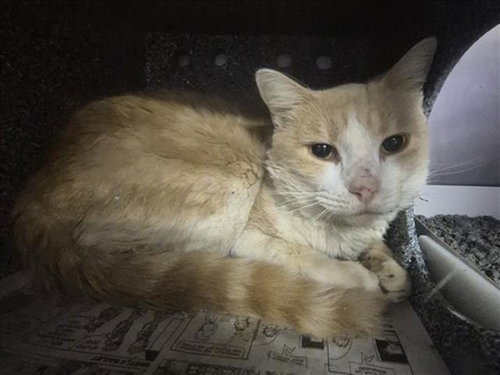 TINA, Adult Domestic Short Hair / Mixed (short coat), cat for adoption in League City, Texas