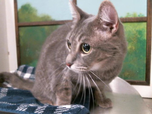 YUKI