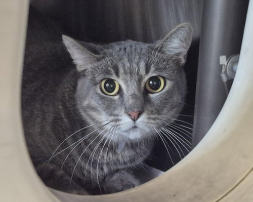 YUKI, Adult Domestic Short Hair / Mixed (short coat), cat for adoption in Friendswood, Texas