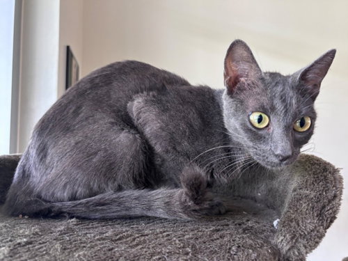 HANA, Young Domestic Short Hair / Mixed (short coat), cat for adoption in League City, Texas