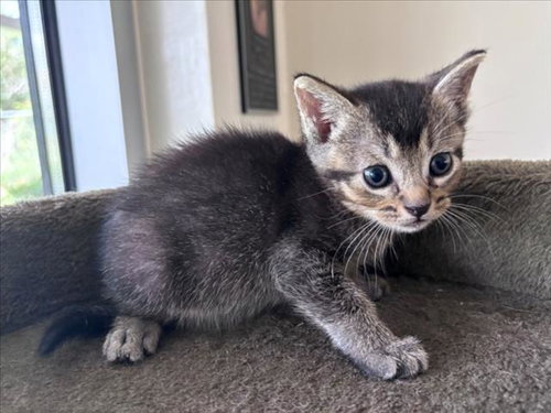 AME, Baby Domestic Short Hair / Mixed (short coat), cat for adoption in League City, Texas