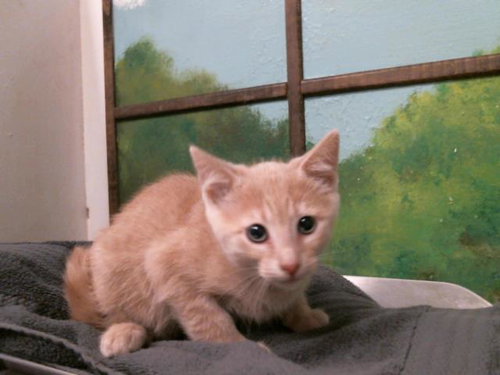 KIKI