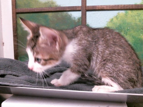 SASUKE, Adult Domestic Short Hair / Mixed (short coat), cat for adoption in Friendswood, Texas