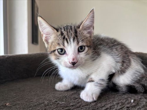 KONAN, Baby Domestic Short Hair / Mixed (short coat), cat for adoption in League City, Texas