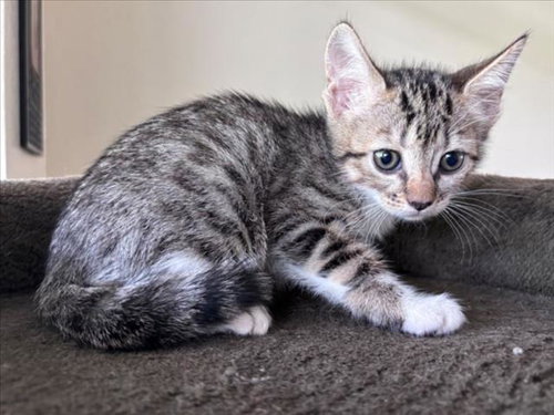 SASORI, Baby Domestic Short Hair / Mixed (short coat), cat for adoption in League City, Texas