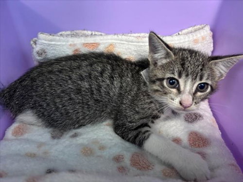ESSIE, Baby Domestic Short Hair / Mixed (short coat), cat for adoption in League City, Texas