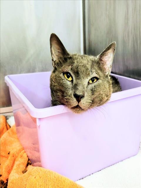 OATS, Senior Domestic Short Hair / Mixed (short coat), cat for adoption in League City, Texas