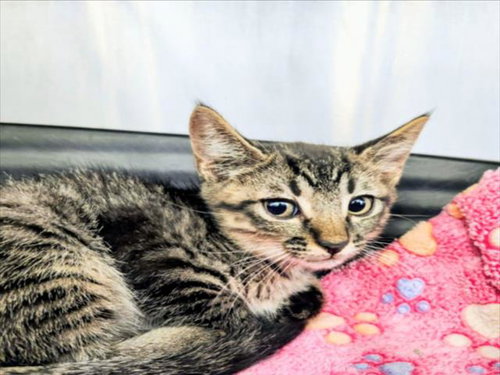 VICTOR, Baby Domestic Short Hair / Mixed (short coat), cat for adoption in League City, Texas
