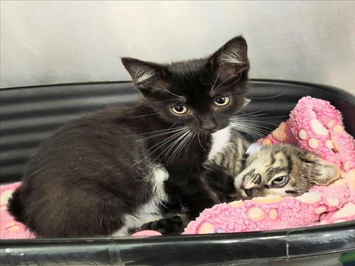 VIKKI, Baby Domestic Short Hair / Mixed (short coat), cat for adoption in League City, Texas