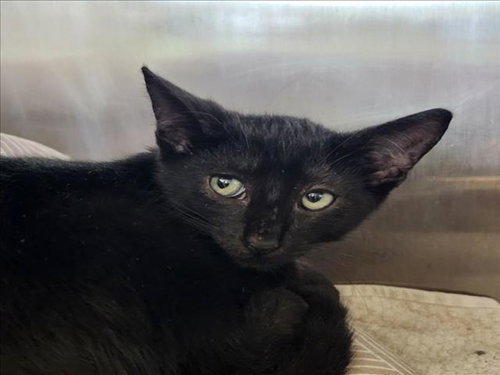 TAYLOR, Baby Domestic Long Hair / Mixed (short coat), cat for adoption in League City, Texas