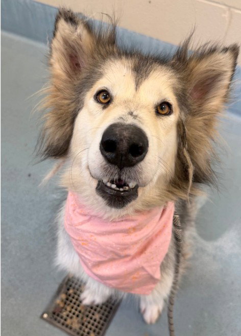 ROXIE, an adoptable Alaskan Malamute in Houston, TX