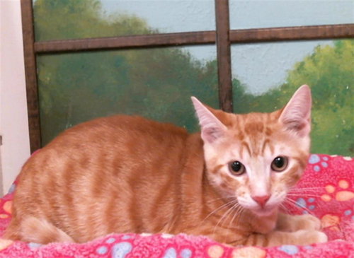 KODA, Baby Domestic Short Hair / Mixed (medium coat), cat for adoption in League City, Texas