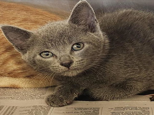 KENIA, Baby Russian Blue / Mixed (medium coat), cat for adoption in League City, Texas