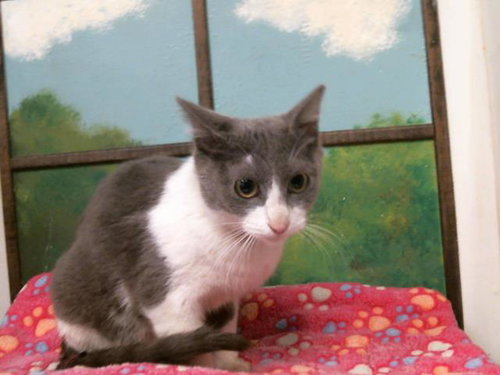 JANINE, Young Domestic Short Hair (medium coat), cat for adoption in League City, Texas