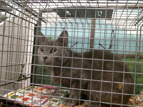 MARK, Adult Russian Blue (medium coat), cat for adoption in League City, Texas