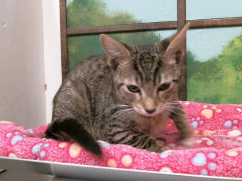 JOSEPH, Baby Domestic Short Hair (medium coat), cat for adoption in League City, Texas