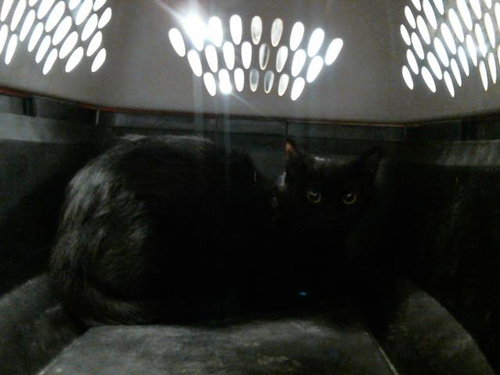 MARGY, Adult Domestic Short Hair (medium coat), cat for adoption in League City, Texas