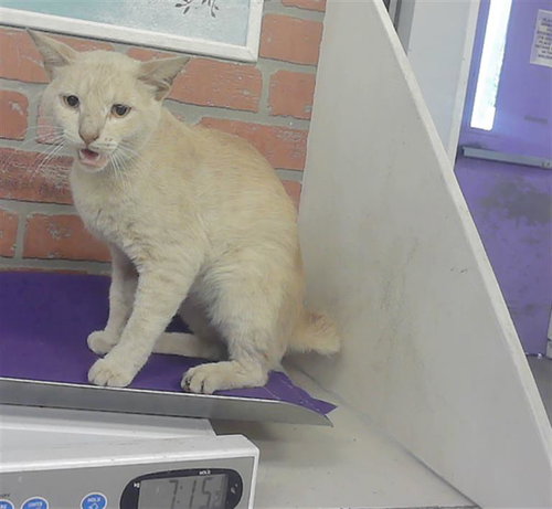 MANGO, Adult Domestic Short Hair / Mixed (medium coat), cat for adoption in Texas City, Texas