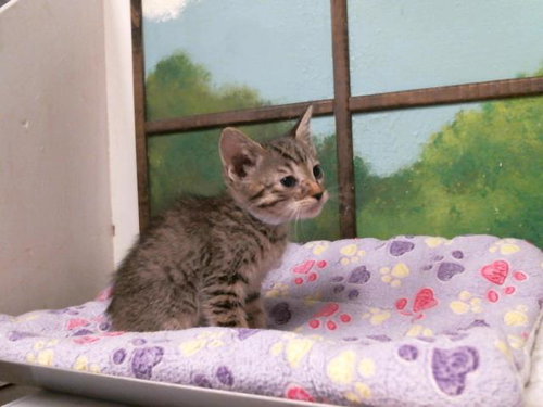 JETT, Baby Domestic Short Hair / Mixed (short coat), cat for adoption in Texas City, Texas