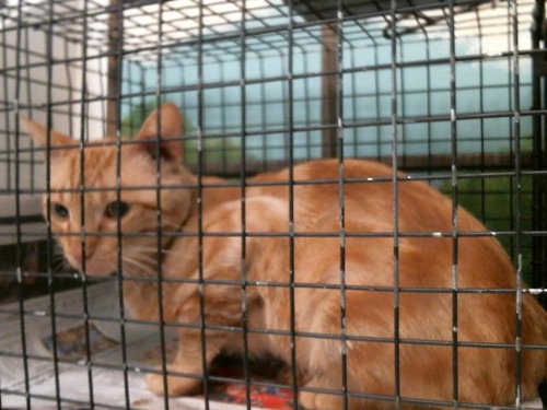 A2081787, Adult Domestic Short Hair / Mixed (short coat), cat for adoption in Texas City, Texas