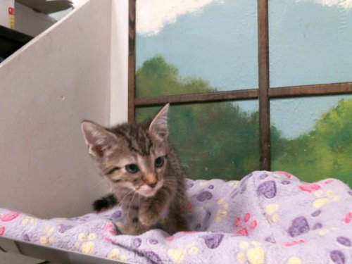 DEXTER, Baby Domestic Short Hair / Mixed (short coat), cat for adoption in Texas City, Texas