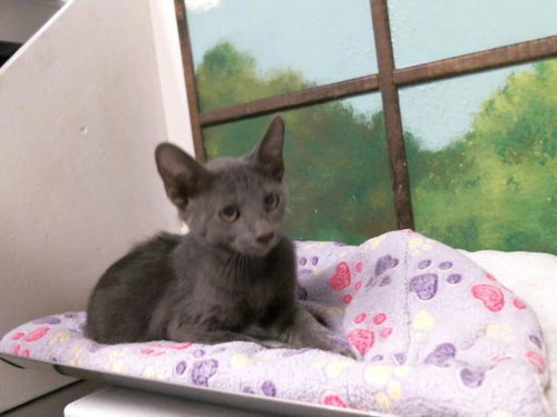 BOBBY GRAY, Baby Domestic Short Hair / Mixed (short coat), cat for adoption in Texas City, Texas