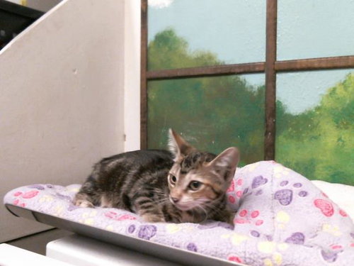 SILKIE, Baby Domestic Short Hair / Mixed (short coat), cat for adoption in Texas City, Texas