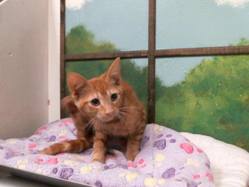 MARMALADE, Baby Domestic Short Hair / Mixed (short coat), cat for adoption in Texas City, Texas