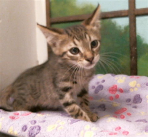 ALMOND FUDGE, Baby Domestic Short Hair / Mixed (short coat), cat for adoption in Texas City, Texas