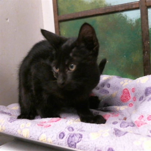 A2082785, Baby Domestic Short Hair / Mixed (short coat), cat for adoption in Texas City, Texas