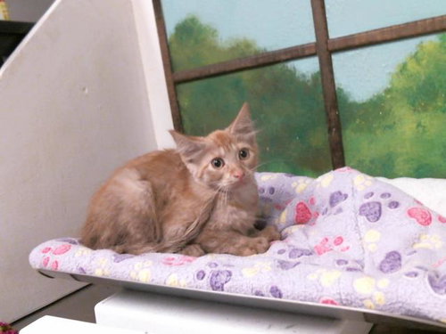 A2082787, Baby Domestic Short Hair / Mixed (short coat), cat for adoption in Texas City, Texas