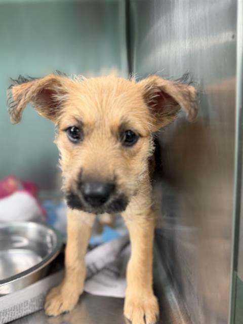 GRACE, an adoptable Miniature Schnauzer in Houston, TX