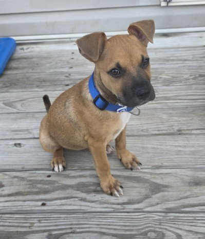 BRUNO