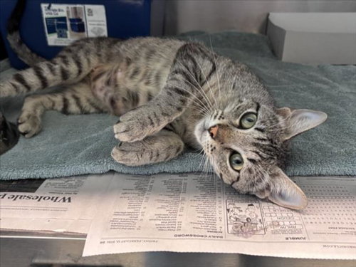 BELL, an adoptable Domestic Short Hair in Houston, TX