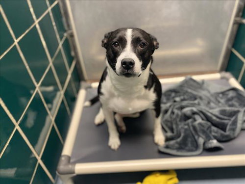 APRIL, an adoptable Staffordshire Bull Terrier in Houston, TX