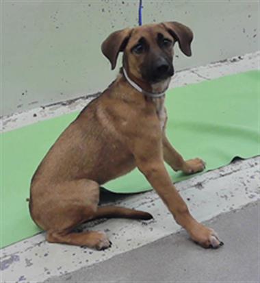 HEIDI, an adoptable German Shepherd Dog in Houston, TX