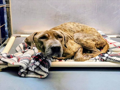 BROWNIE, an adoptable Cane Corso Mastiff in Houston, TX