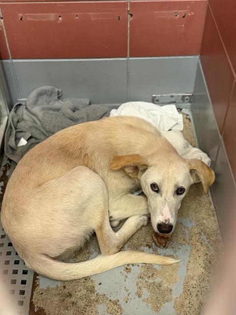 PINCHO, an adoptable Labrador Retriever in Houston, TX