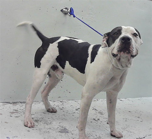 BRUTUS, an adoptable Rottweiler in Houston, TX