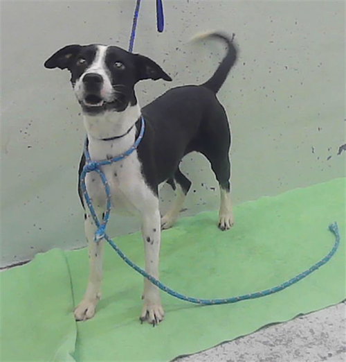 LUNA, an adoptable Border Collie in Houston, TX