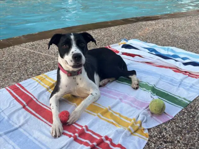 Luna - Border Collie