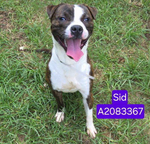 SID